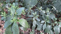 Strobilanthes cusia