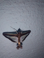 Diaphania hyalinata