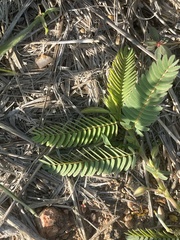 Chamaecrista capensis