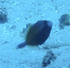 Sufflamen chrysopterum