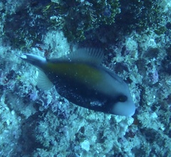 Sufflamen chrysopterum