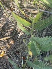 Chamaecrista capensis