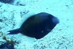 Sufflamen chrysopterum