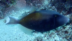Sufflamen chrysopterum