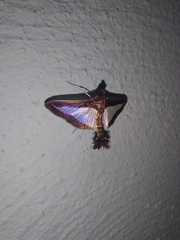 Diaphania hyalinata