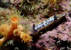 Felimare fontandraui