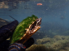 Sternotherus odoratus