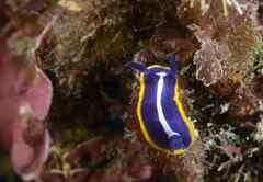 Felimare fontandraui