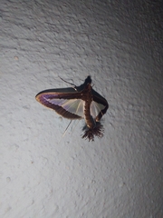 Diaphania hyalinata