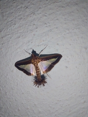 Diaphania hyalinata