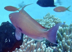 Pseudanthias squamipinnis