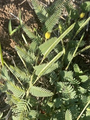 Chamaecrista capensis