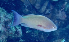 Pseudanthias squamipinnis