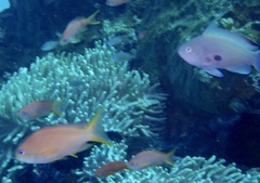 Pseudanthias squamipinnis