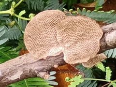 Hexagonia tenuis