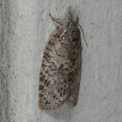Isotenes miserana
