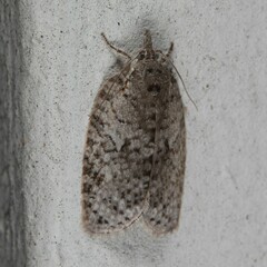 Isotenes miserana