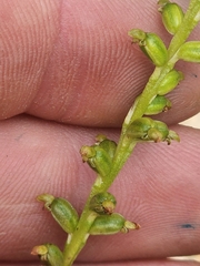 Microtis parviflora