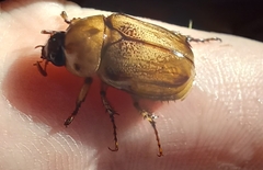 Cyclocephala signaticollis