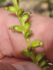 Microtis parviflora