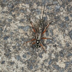 Xanthocryptus novozealandicus