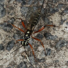 Xanthocryptus novozealandicus