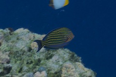 Acanthurus lineatus