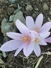 Colchicum hierosolymitanum