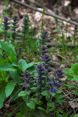 Ajuga pyramidalis