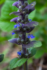 Ajuga pyramidalis