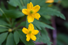 Anemonoides ranunculoides