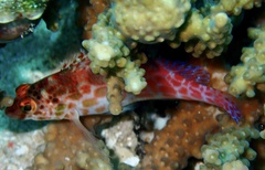 Cirrhitichthys oxycephalus