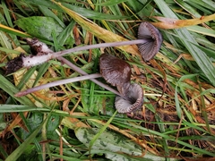 Mycena polygramma