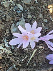 Colchicum hierosolymitanum