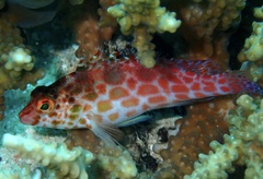 Cirrhitichthys oxycephalus