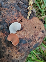 Schizophyllum amplum