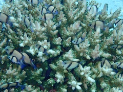 Dascyllus reticulatus