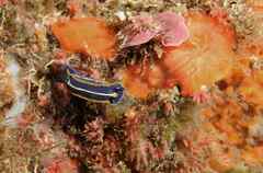 Felimare fontandraui