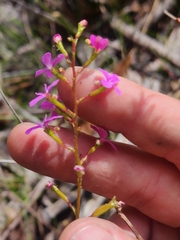 Stylidium lineare