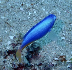 Pomacentrus coelestis