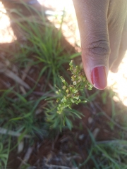 Cyclospermum leptophyllum