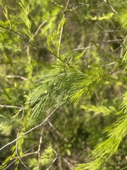 Asparagus laricinus
