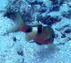 Parupeneus multifasciatus