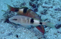 Parupeneus multifasciatus