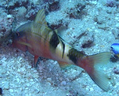 Parupeneus multifasciatus
