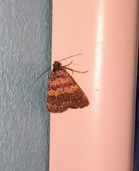 Hydrillodes plicaloides