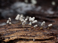 Arcyria cinerea