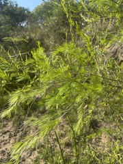 Asparagus laricinus