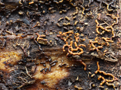 Willkommlangea reticulata