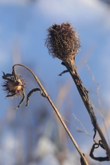 Centaurea phrygia pseudophrygia